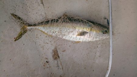 弘福丸 釣果