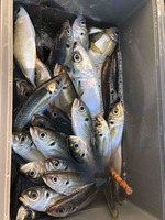 久里浜黒川本家 釣果