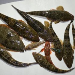 TOPGUN名古屋 釣果