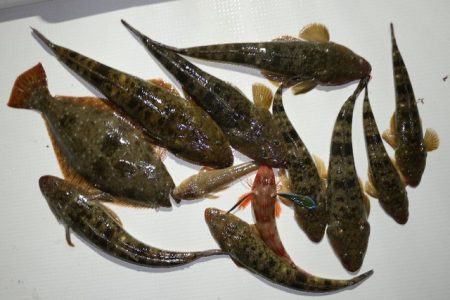 TOPGUN名古屋 釣果