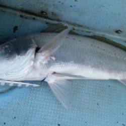 第五慶門丸 釣果