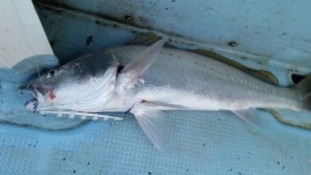 第五慶門丸 釣果