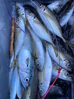 久里浜黒川本家 釣果