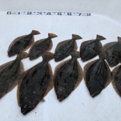 Magic(マジック) 釣果