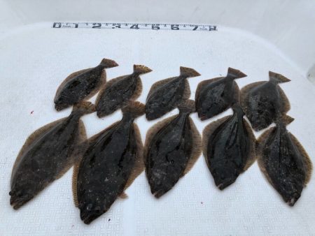 Magic（マジック） 釣果