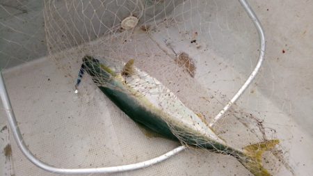 弘福丸 釣果