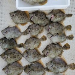 遊漁船　ニライカナイ 釣果