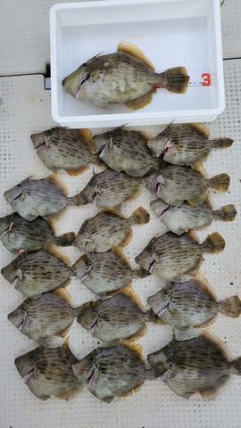 遊漁船　ニライカナイ 釣果