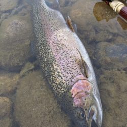 会津大川(会津非出資漁業協同組合) 釣果