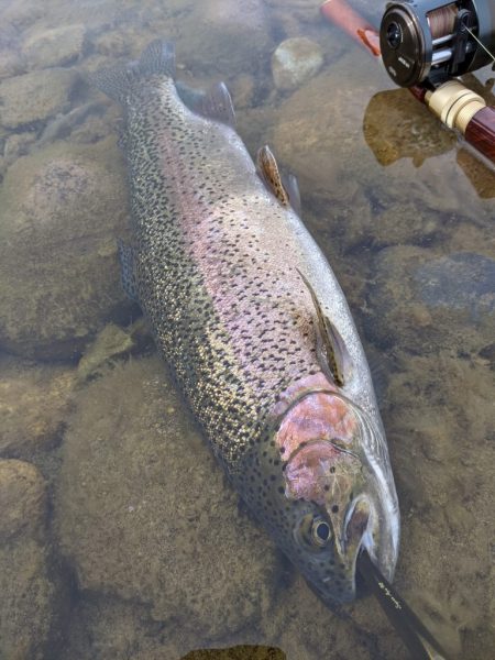 会津大川（会津非出資漁業協同組合） 釣果