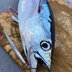 へいみつ丸 釣果