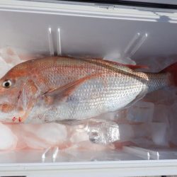 開進丸 釣果
