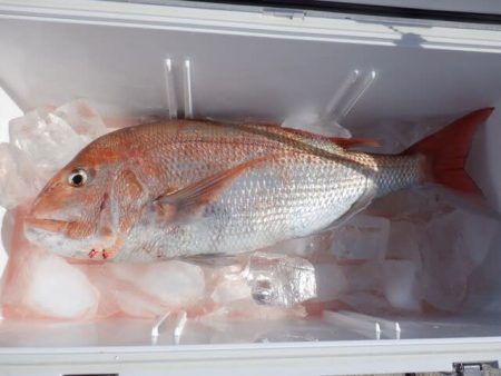 開進丸 釣果