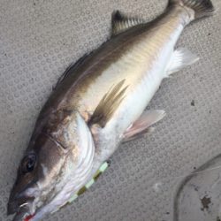 凪紗丸 釣果