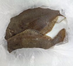 功成丸 釣果