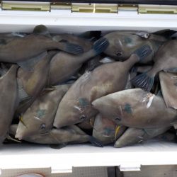 ＨＡＲＵＫＡ丸　はるかまる 釣果