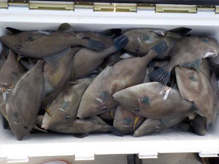 ＨＡＲＵＫＡ丸　はるかまる 釣果