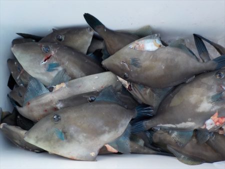 ＨＡＲＵＫＡ丸　はるかまる 釣果