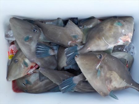 ＨＡＲＵＫＡ丸　はるかまる 釣果