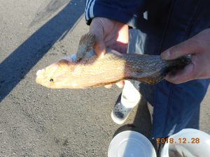 鹿島港魚釣園 釣果