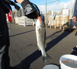 鹿島港魚釣園 釣果