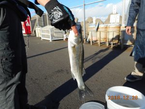 鹿島港魚釣園 釣果