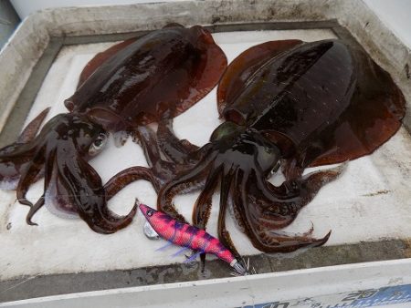 フィッシングボート空風（そらかぜ） 釣果