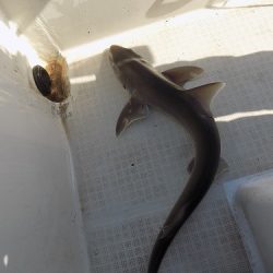 フィッシングボート空風(そらかぜ) 釣果