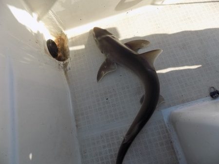 フィッシングボート空風(そらかぜ) 釣果