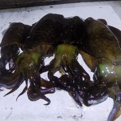 フィッシングボート空風(そらかぜ) 釣果