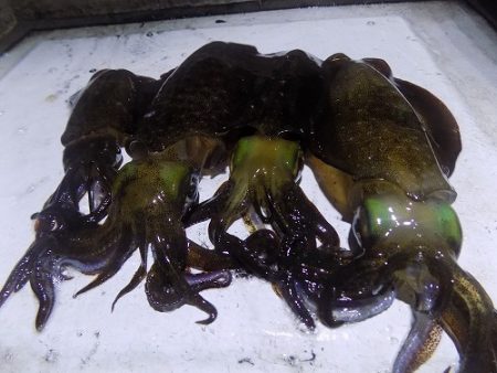 フィッシングボート空風(そらかぜ) 釣果