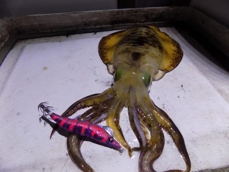 フィッシングボート空風（そらかぜ） 釣果