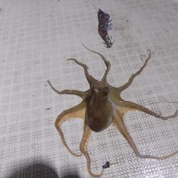 フィッシングボート空風(そらかぜ) 釣果