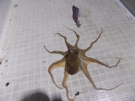 フィッシングボート空風(そらかぜ) 釣果