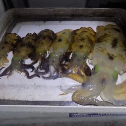 フィッシングボート空風(そらかぜ) 釣果