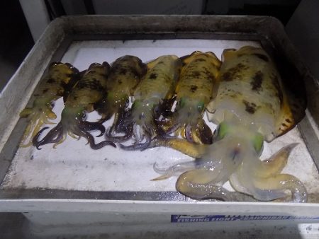 フィッシングボート空風（そらかぜ） 釣果