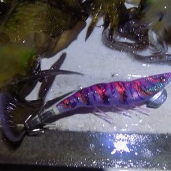 フィッシングボート空風(そらかぜ) 釣果