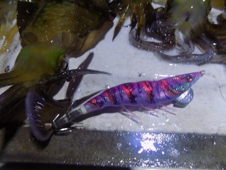 フィッシングボート空風(そらかぜ) 釣果