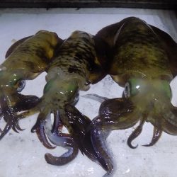 フィッシングボート空風(そらかぜ) 釣果