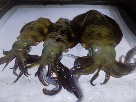 フィッシングボート空風(そらかぜ) 釣果