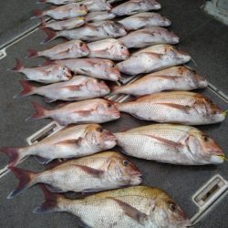 飛燕さくら丸 釣果