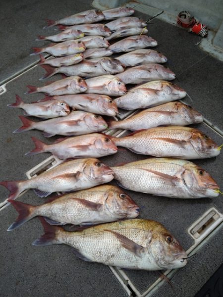 飛燕さくら丸 釣果