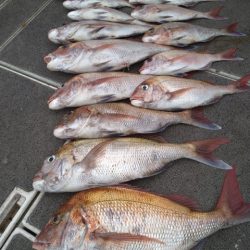 飛燕さくら丸 釣果