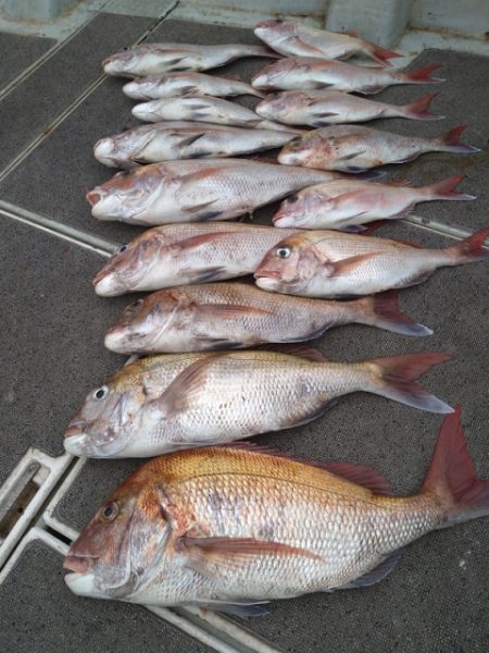 飛燕さくら丸 釣果
