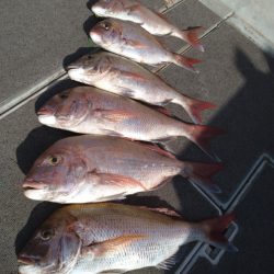 飛燕さくら丸 釣果
