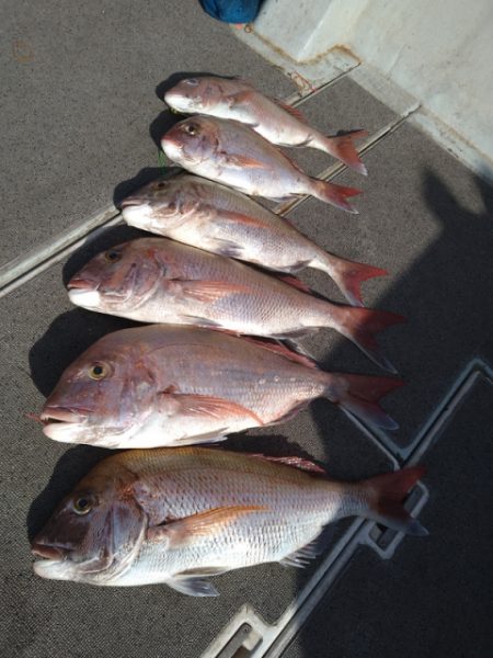 飛燕さくら丸 釣果