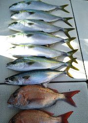 釣り舟 海竜 釣果