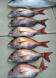 釣り舟 海竜 釣果