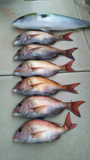 釣り舟　海竜 釣果