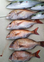 釣り舟 海竜 釣果